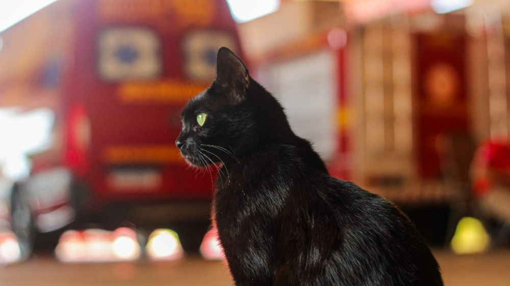 Gata vira mascote de bombeiros de Bataguassu após viajar 300 km em motor de carro gata