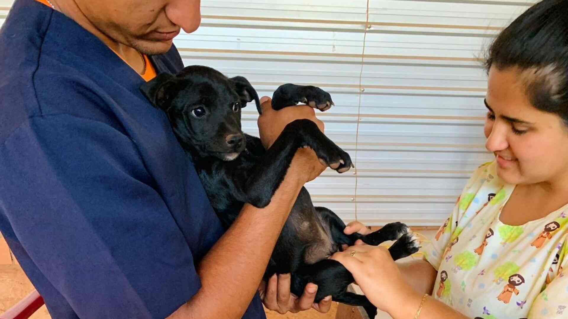 Pets que moram no Jardim Aeroporto recebem atendimento itinerante