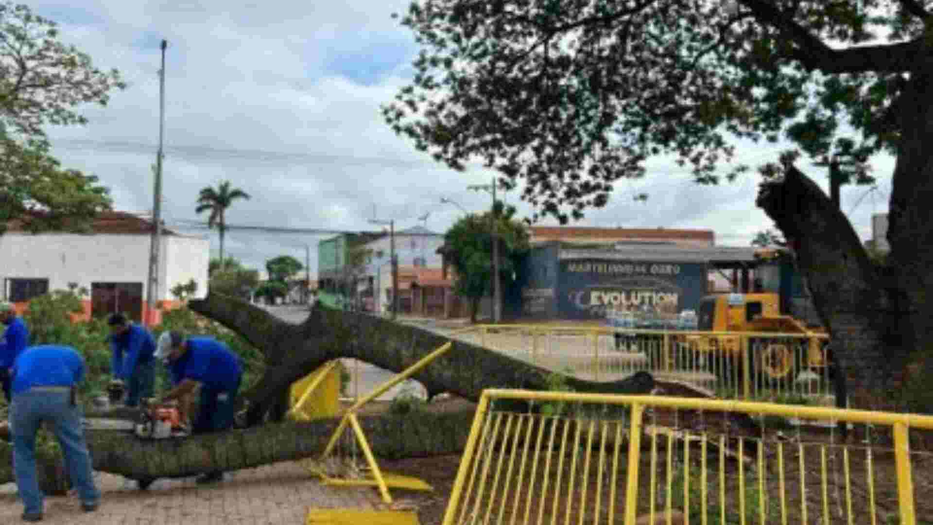 Prefeitura de Três Lagoas faz forçatarefa para retirar árvores que