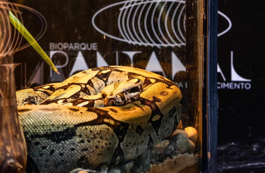 Cobra está há três meses se preparando para lidar com a exposição de sua figura - (Foto: Alicce Rodrigues, Jornal Midiamax)