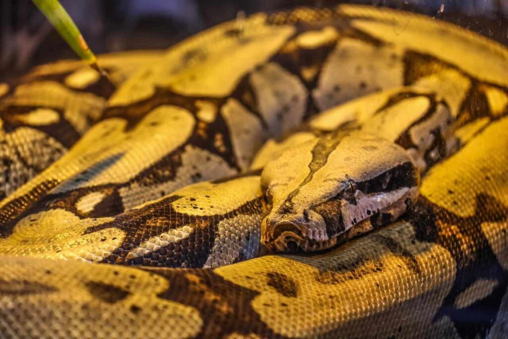 Novo animal do Bioparque, jiboia Rachel será apresentada ao público nesta terça - (Foto: Alicce Rodrigues, Jornal Midiamax)