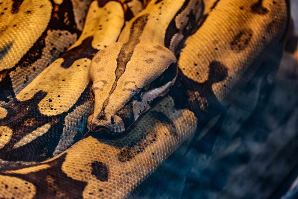 Jiboia tem comportamento dócil, segundo Bioparque - (Foto: Alicce Rodrigues, Jornal Midiamax)