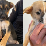 Adote um animal: Praça da Bolívia terá feira de adoção de pets promovida pela prefeitura