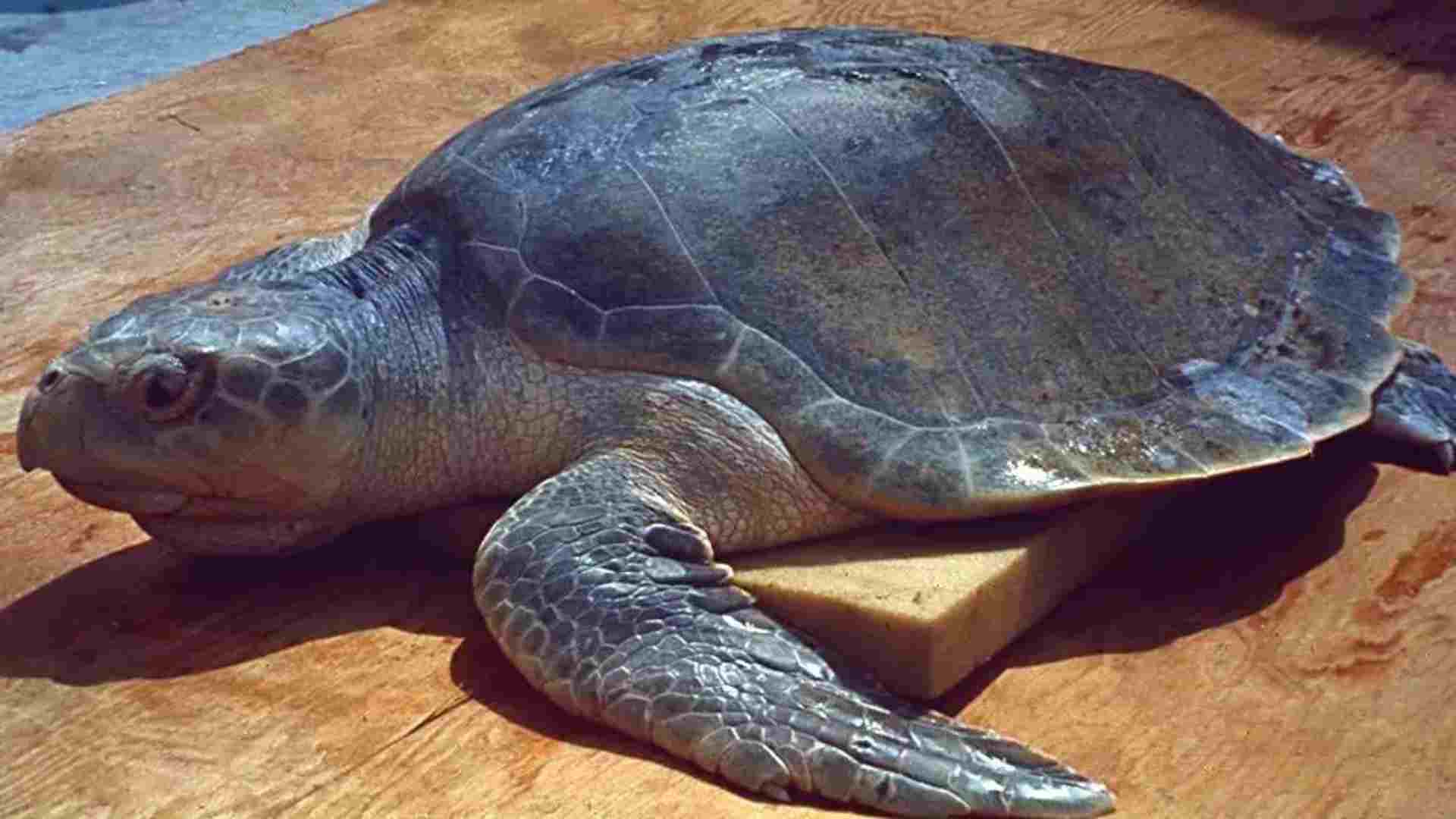 9 pessoas morrem e 78 ficam hospitalizadas após comerem carne de tartaruga em Zanzibar